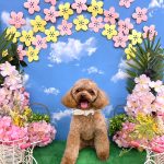 トイプードル　ももちゃん