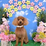 トイプードル　ピックちゃん