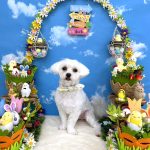 マルチーズ　ちのくん