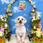 マルチーズ　ユキちゃん　炭酸泉入浴