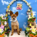 ポメラニアン　メルくん