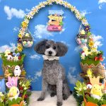 トイプードル　ジロウくん