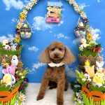 トイプードル　愛来（あいく）くん