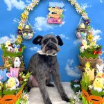 ポメプー　寅吉くん