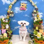 マルチーズ　モモちゃん