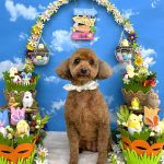 トイプードル　リリィちゃん