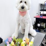 ドゥ―ドゥル　テディくん