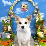 コーギーｘチワワ　もねちゃん