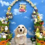 カニンヘンダックス　くうちゃん