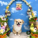 チワワ　まおくん