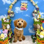 初めてご来店　プードル＆ダックス　ぽんたくん　PV動画あり