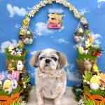 シーズー犬　陽斗くん