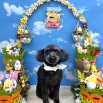 トイプードル　あずきちゃん