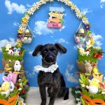 ヨーキー＆プードル　ルナちゃん