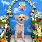 トイプードル　モコちゃん