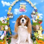 キャバリア　ララちゃん