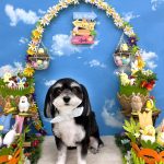 あんちゃん　泥パック