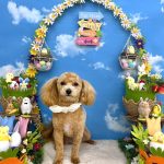 マルプー　海ちゃん