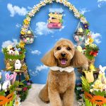 トイプードル　ラティちゃん