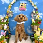 トイプードル　ももちゃん