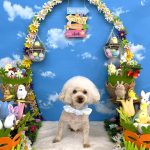 トイプードル　おこめちゃん