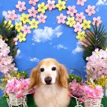 ダックスフンド　ベンくん