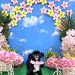 狆ｘチワワ　りーりーちゃん