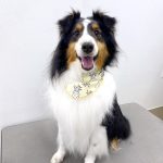 シェルテイー　ルークくん