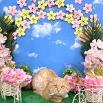 ねこ　マンチカン　たろくん