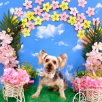 ヨークシャーテリア　豆まるくん