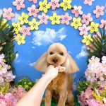 トイプードル　フォルテくん