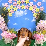 ダックスフンド　レオンくん