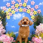 トイプードル　チョビくん　炭酸泉入浴