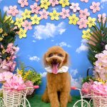 タイニープードル　ちくわくん　炭酸泉入浴　ハーブパック