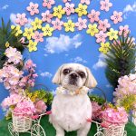 シーズーｘペキニーズ　　テヤンくん　泥パック