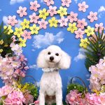 初めてご来店　マルプー　ぽんずくん　PV動画あり