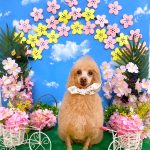 トイプードル　ラッキーくん（ソフトモヒカン・アルパカカット）