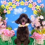 ミニュチュアプードル　　アルくん