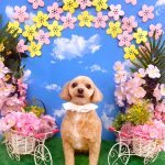 マルプー　まるちゃん