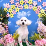 トイプードル　いぶくん