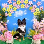 チワワ　タルトくん