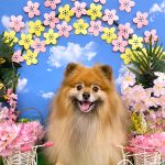 ポメラニアン　コロンちゃん