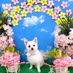 ポメｘプードル　はなちゃん