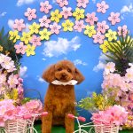 トイプードル　めいちゃん