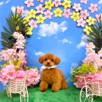 初めてご来店　トイプードル　ププくん　PV動画あり