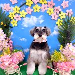 ミニュチュアシュナウザー　ムースちゃん