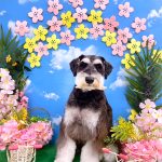 ミニュチュアシュナウザー　オレオくん