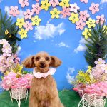 トイプードル　モカちゃん