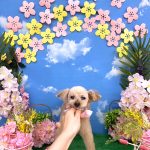 トイプードル　ハティちゃん