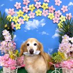 ダックスフンド　ベンくん